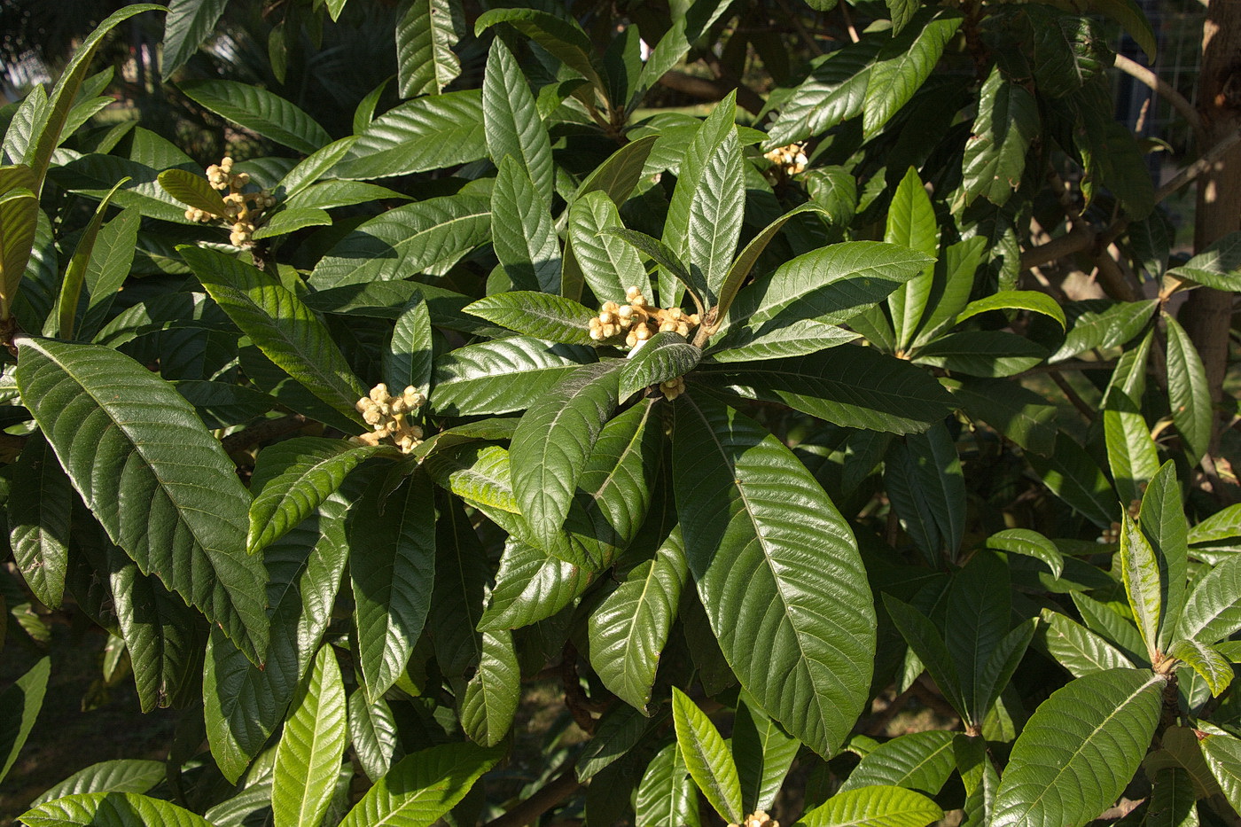 Изображение особи Eriobotrya japonica.