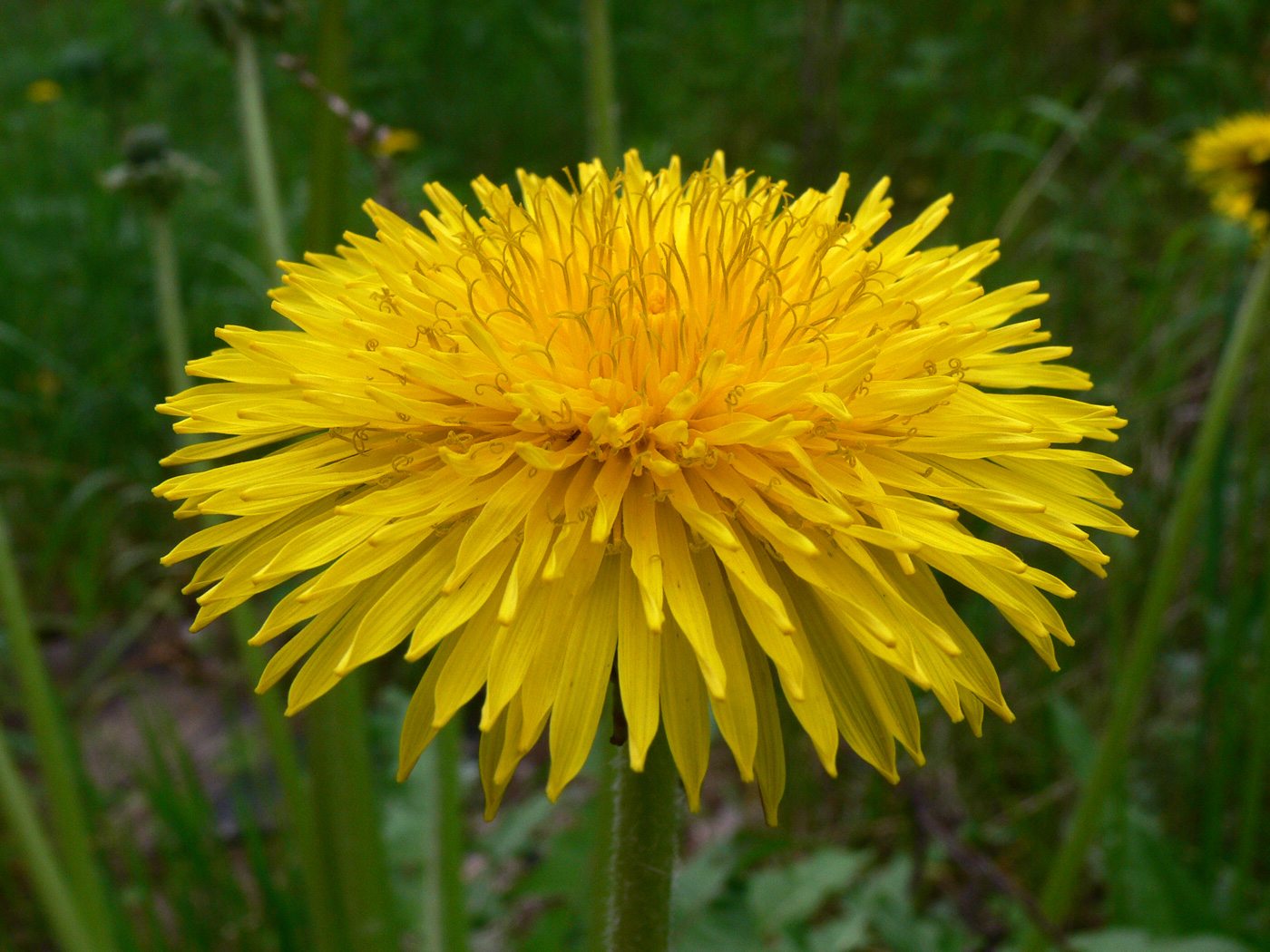 Изображение особи Taraxacum kjellmanii.