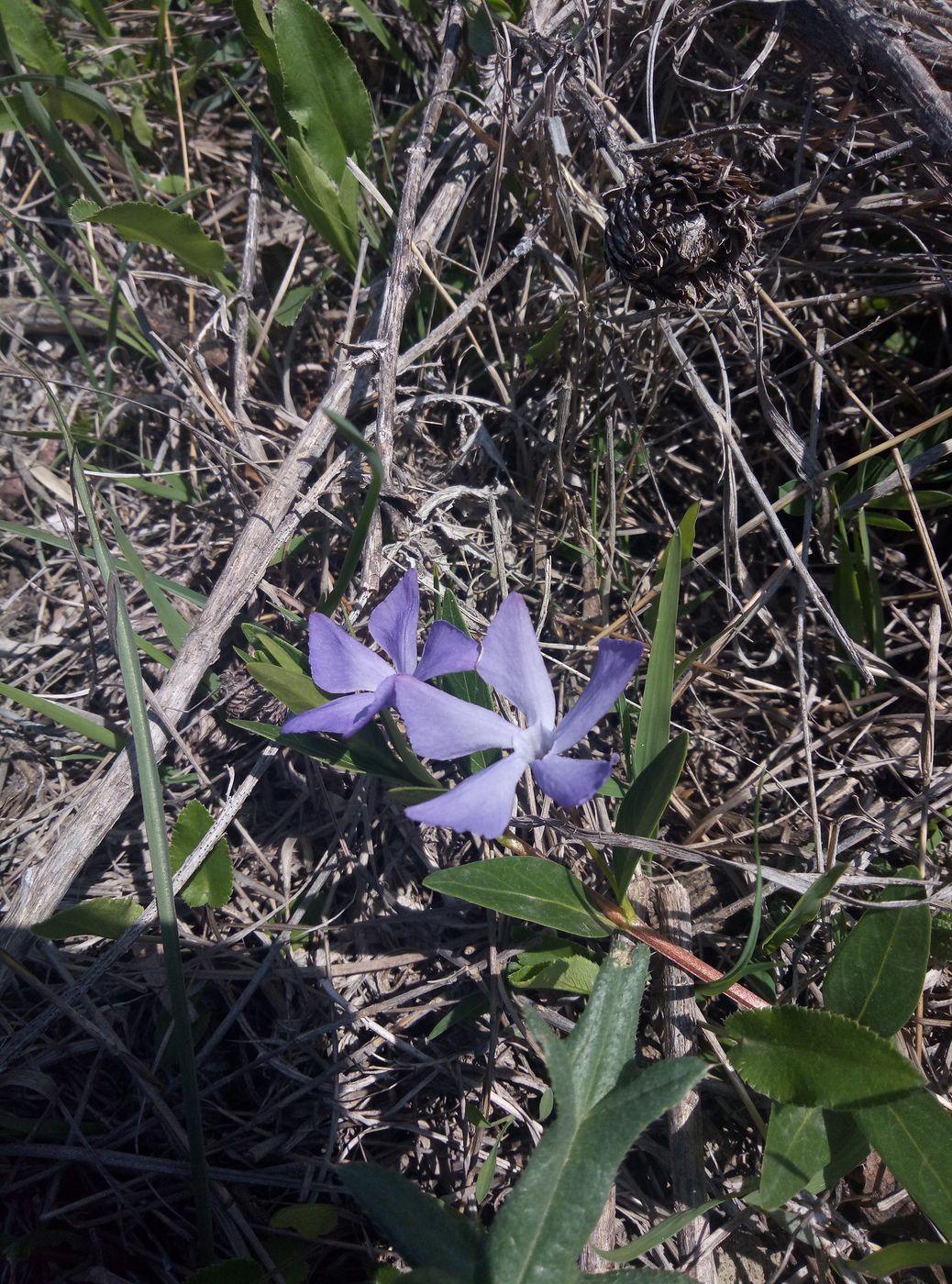 Изображение особи Vinca herbacea.