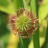 Geum urbanum. Созревающий плод. Ростовская обл., Неклиновский р-н, Николаевское с/п, берег р. Миус. 22.05.2018.