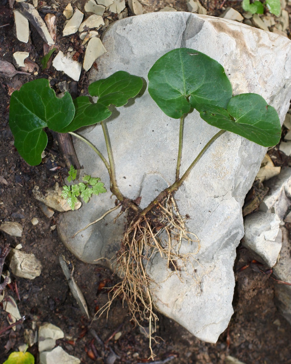 Изображение особи Asarum intermedium.