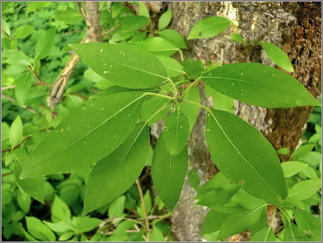Image of Populus simonii specimen.