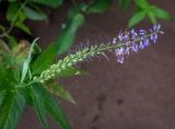 Veronica longifolia. Верхушка отцветающего и плодоносящего растения. Пермский край, Оханский р-н, Кунчурихинский бор, подтопляемый берег Воткинского водохранилища. 18.08.2018.