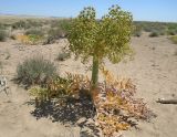 Ferula foetida