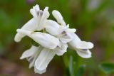 Corydalis conorhiza. Цветки. Карачаево-Черкесия, Зеленчукский р-н, окр. пос. Архыз, хр. Абишира-Ахуба, спуск от оз. Лазурного к оз. Кяфар, 2670 м н.у.м., осыпь. 31.07.2018.