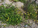 Ranunculus repens