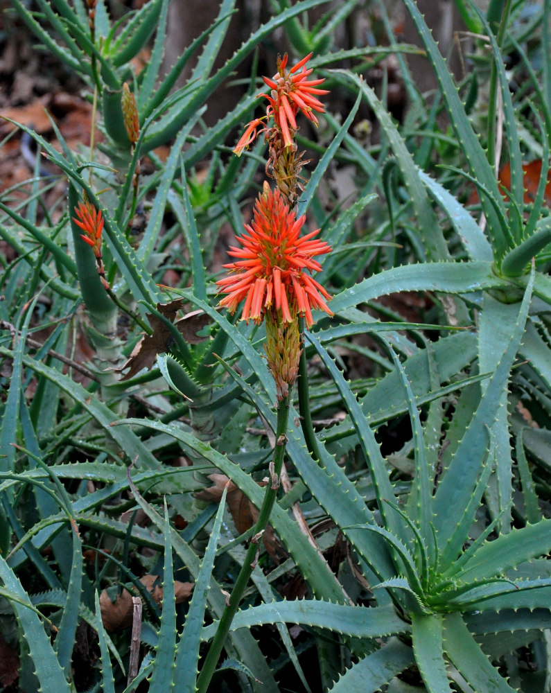 Изображение особи Aloe arborescens.