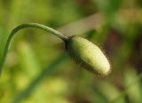 Papaver подвид gracile