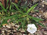 Convolvulus lineatus