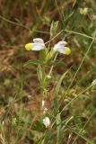 Phlomoides labiosa