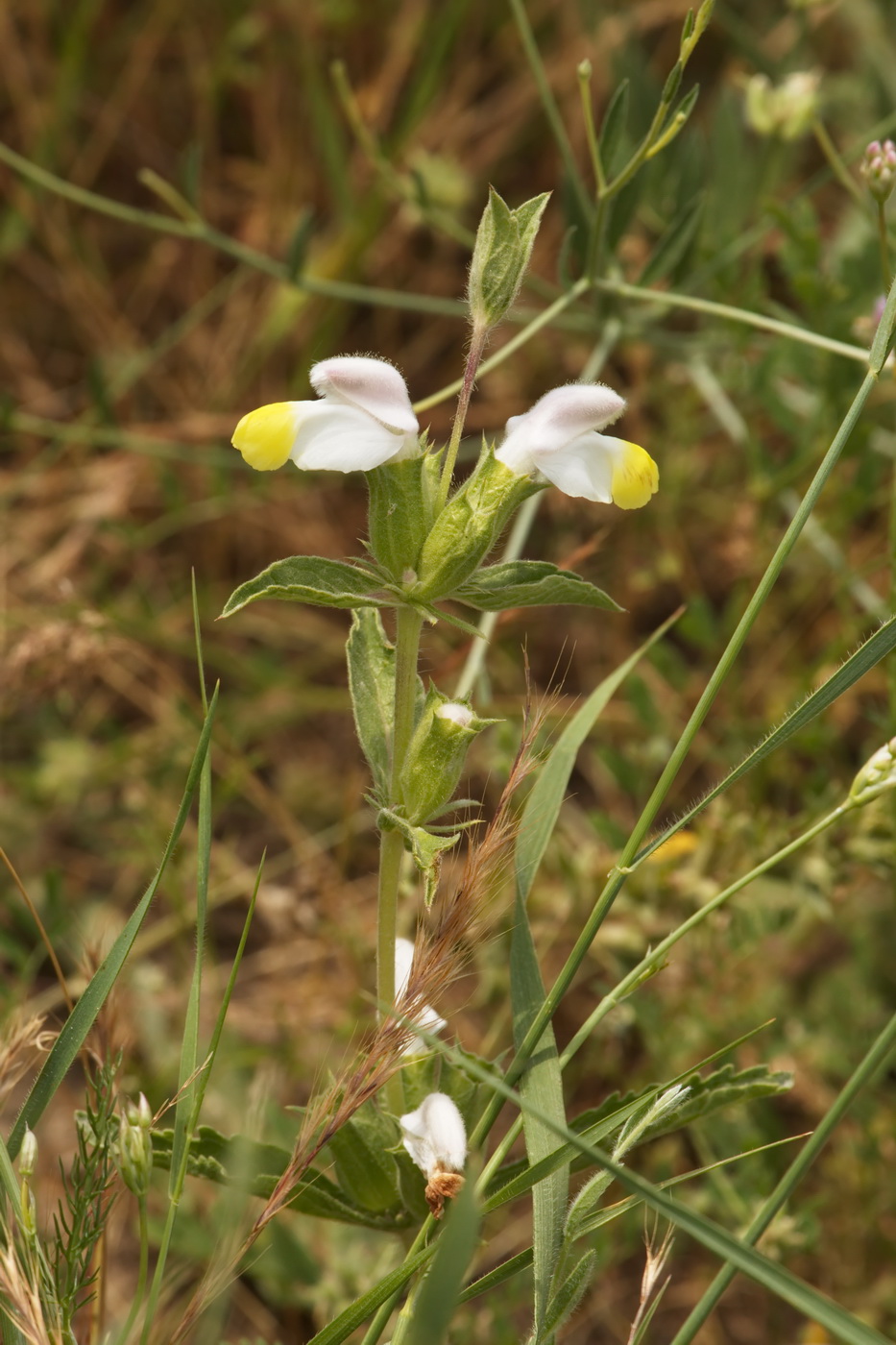 Image of Phlomoides labiosa specimen.