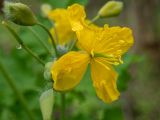 Chelidonium majus