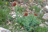 Rhodiola heterodonta