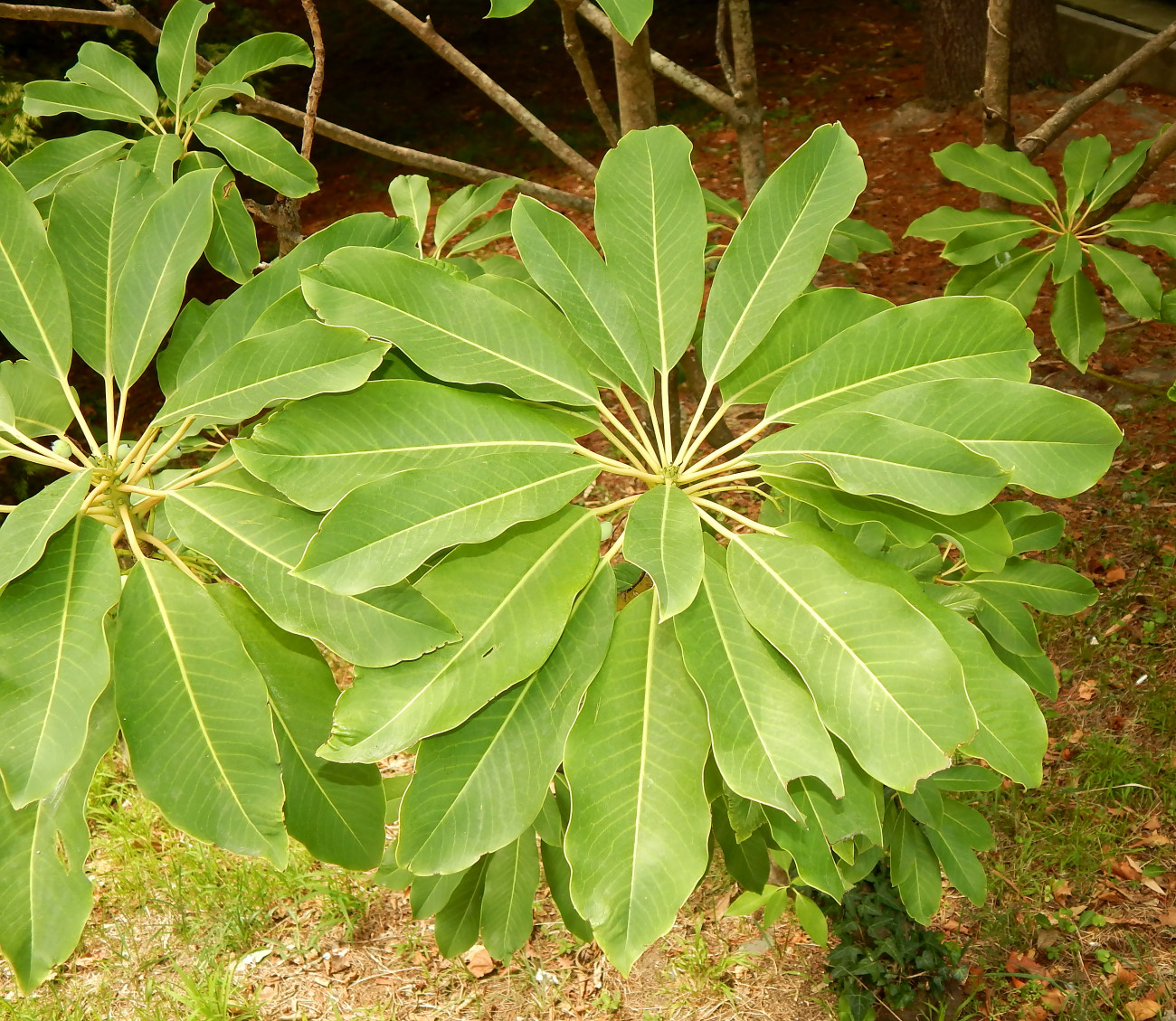 Изображение особи Daphniphyllum macropodum.