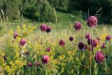 Allium rotundum