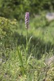 Dactylorhiza incarnata