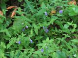 Scutellaria galericulata