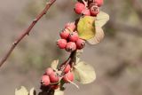 Cotoneaster oliganthus