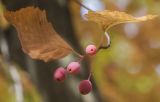 Sorbus alnifolia. Часть побега с плодами и листьями в осенней раскраске. Москва, ГБС РАН. 10.10.2021.