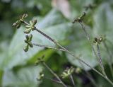 Adenocaulon adhaerescens. Верхушка плодоносящего побега. Москва, ГБС РАН, дендрарий, опушка в лесу. 30.08.2021.