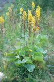 Ligularia subsagittata. Цветущее растение. Кабардино-Балкарская Республика, Черекский р-н, Кабардино-Балкарский высокогорный заповедник, территория альплагеря «Безенги», лужайка у ручья. 16.08.2021.