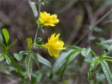 Jasminum mesnyi. Верхушка побега с цветками. Краснодарский край, г. Сочи, парк \"Дендрарий\", рядом с южным входом в парк, в культуре. 11.05.2021.