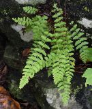 Woodsia subintermedia