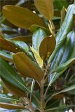 Magnolia grandiflora. Верхушка веточки с вегетативной(?) почкой. Абхазия, г. Сухум, Сухумский ботанический сад. 14.05.2021.