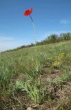 Papaver laevigatum. Цветущее растение. Луганская народная республика, г. Луганск, балка Калмыцкий Яр, склон юго-вост. эксп., петрофитная степь. 05.05.2023.