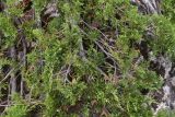 Juniperus sabina