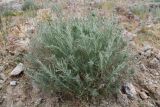 Artemisia glanduligera