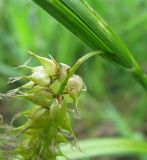 Carex vesicaria. Вехняя часть женского колоска. Ярославская обл., Некоузский р-н, с. Спас-Ильд, сырой берег р. Ильд. 27.05.2010.