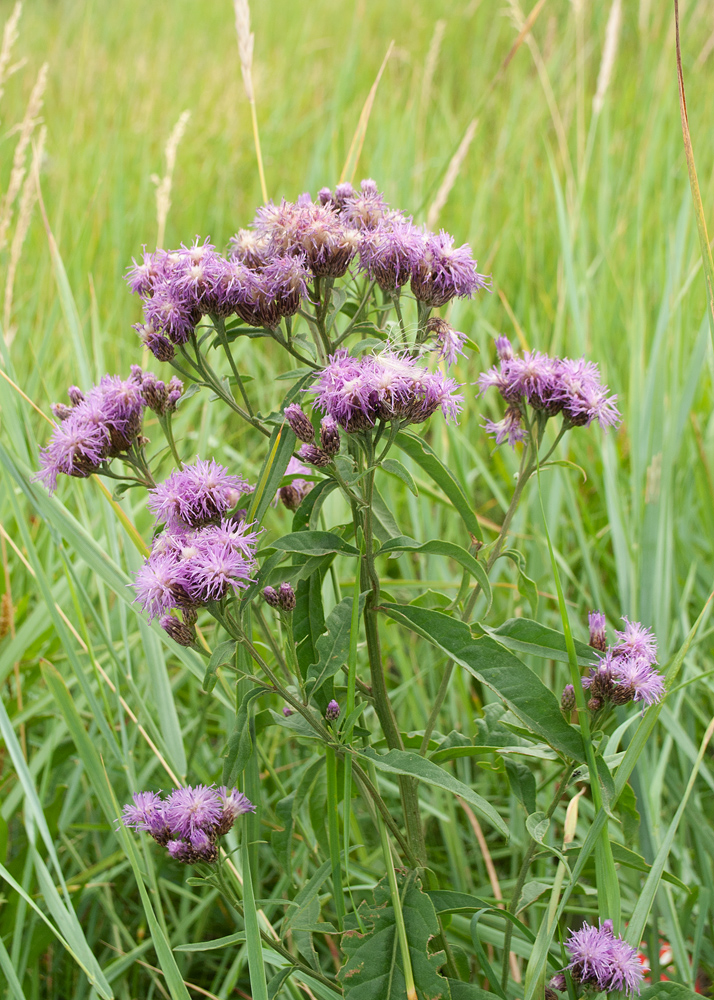 Изображение особи Saussurea amara.