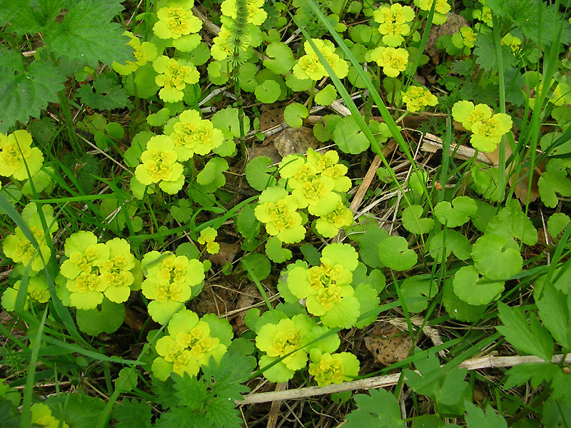 Image of Chrysosplenium alternifolium specimen.