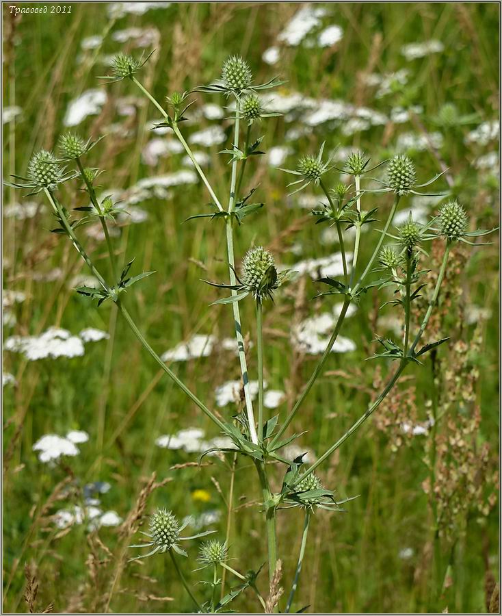 Изображение особи Eryngium planum.