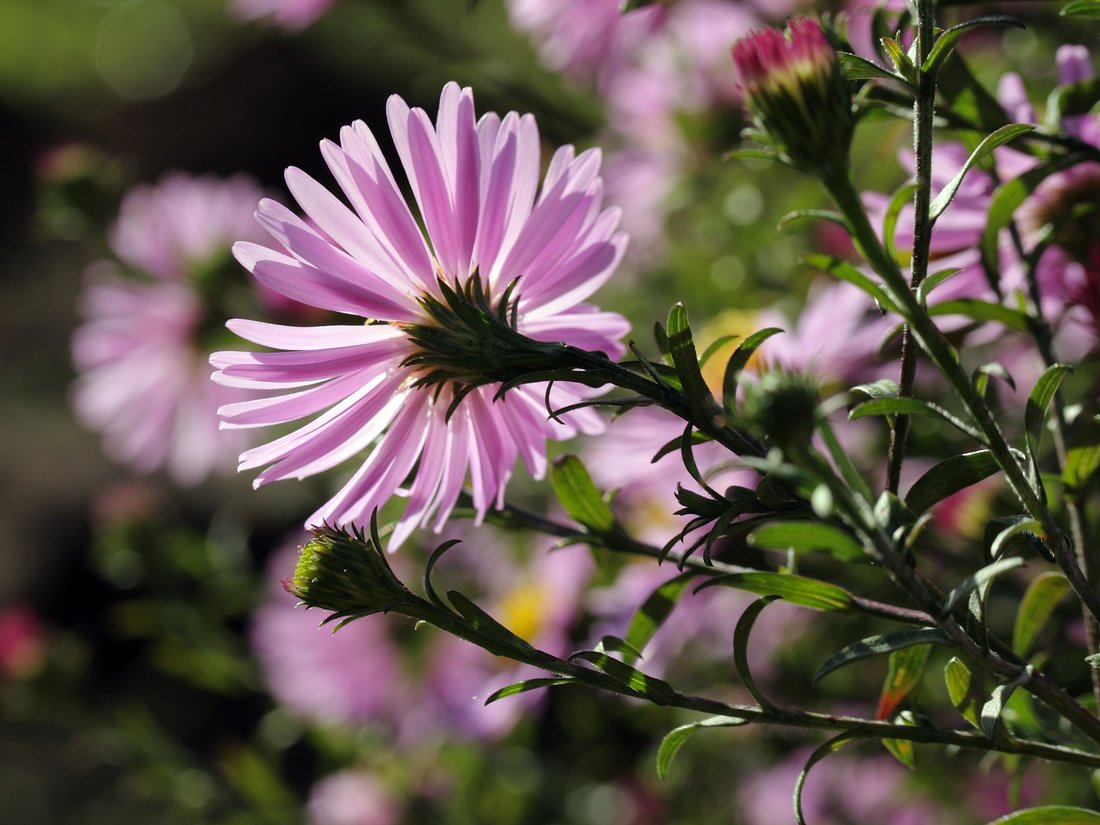 Изображение особи Symphyotrichum &times; versicolor.