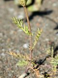 Tripleurospermum hookeri. Нижняя часть побега. Республика Коми, г. Воркута. 11.08.2011.