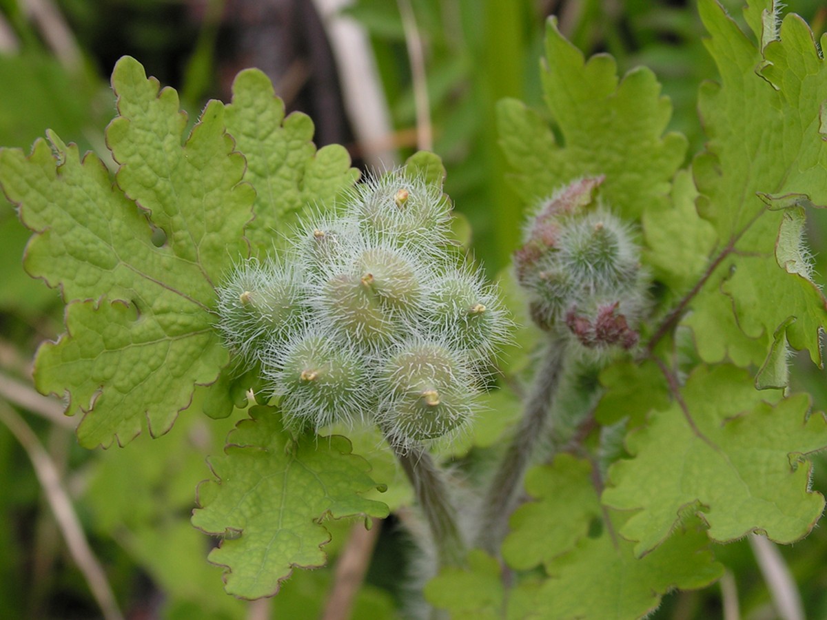 Изображение особи Chelidonium asiaticum.