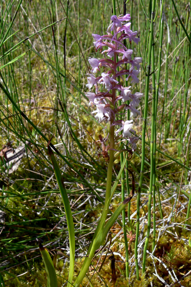 Изображение особи Gymnadenia conopsea.