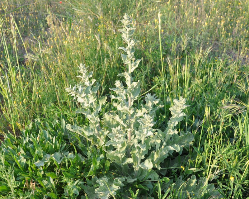 Изображение особи Verbascum undulatum.