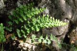 Asplenium fontanum