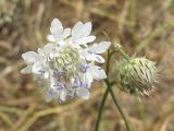 Cephalaria transsylvanica. Распустившееся и нераспустившееся соцветия. Ростовская обл., Октябрьский р-н, окр. станицы Заплавская. 19.08.2012.