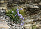 Campanula rotundifolia. Цветущее растение на камне-останце. Мурманская обл., п-ов Средний, мыс Земляной. 31.07.2011.