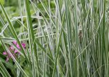 Calamagrostis × acutiflora