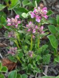 Pedicularis albolabiata. Цветущее растение. Камчатский край, вулкан Горелый. 26.07.2013.