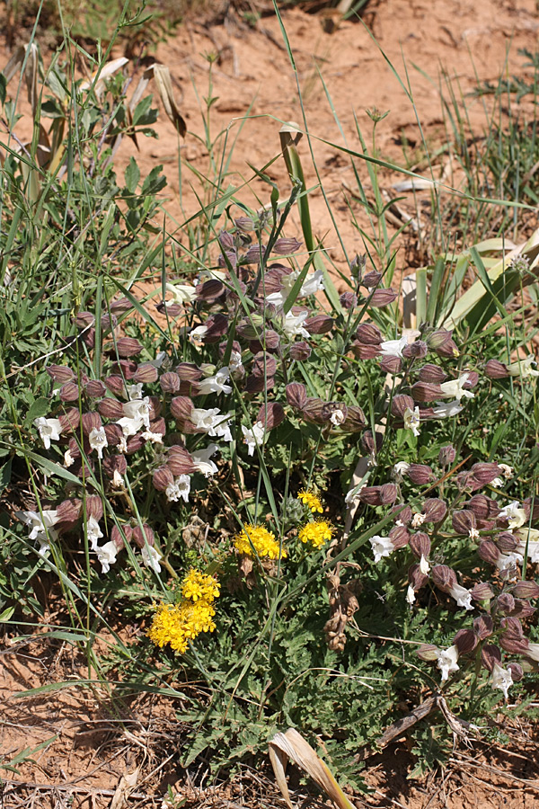 Image of Salvia trautvetteri specimen.