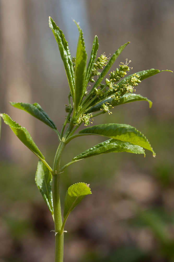 Изображение особи Mercurialis perennis.