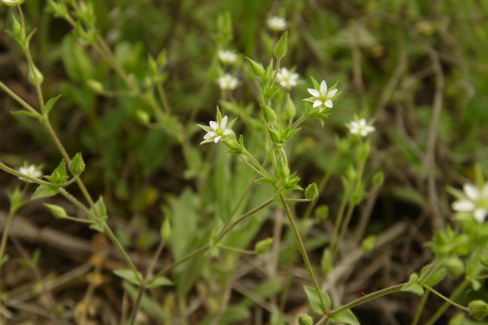 Изображение особи Arenaria uralensis.