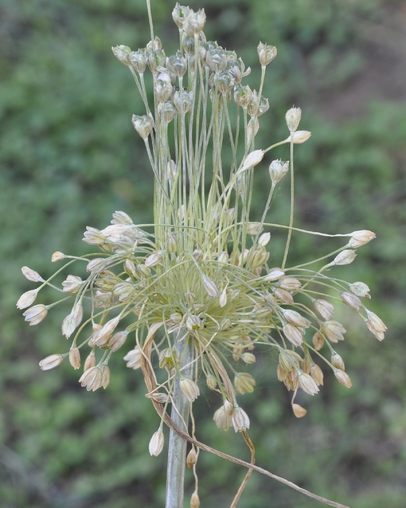 Image of genus Allium specimen.