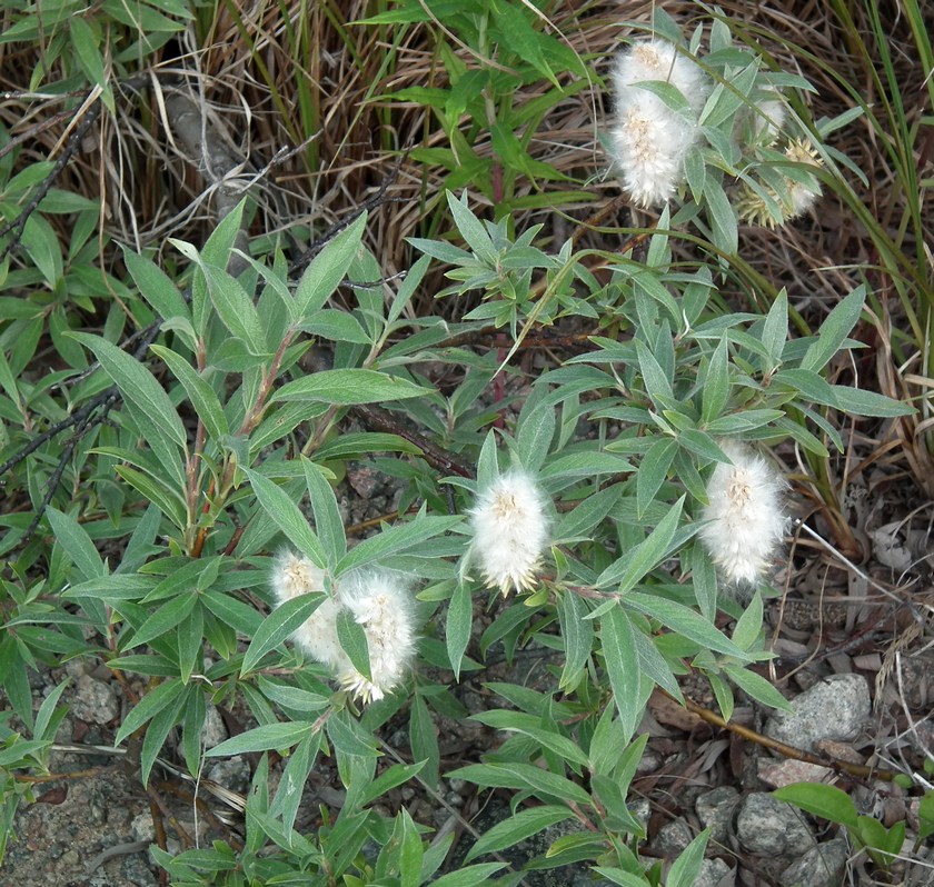 Image of Salix lapponum specimen.